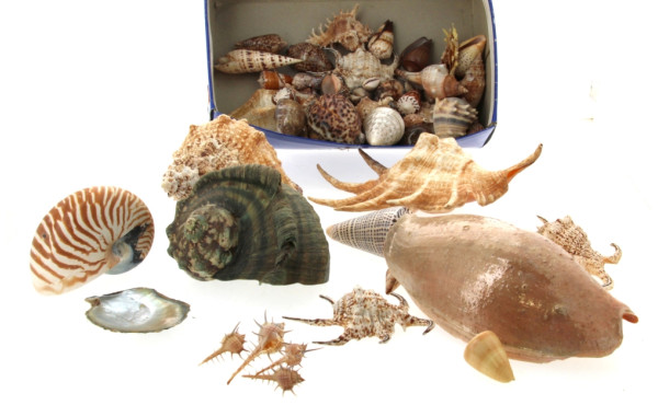Petite collection de coquillages