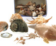 Petite collection de coquillages
