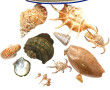 Petite collection de coquillages