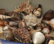 Petite collection de coquillages