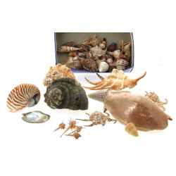 Petite collection de coquillages