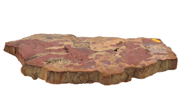 Coupe de bois fossilisé, 45 x 21,5 cm