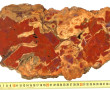 Coupe de bois fossilisé, 45 x 21,5 cm