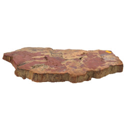 Coupe de bois fossilisé, 45 x 21,5 cm