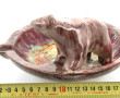 OURS Polaire - Cendrier ou coupe vide-po
