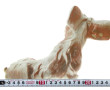 "Chien assis, oreilles dressées", sujet 