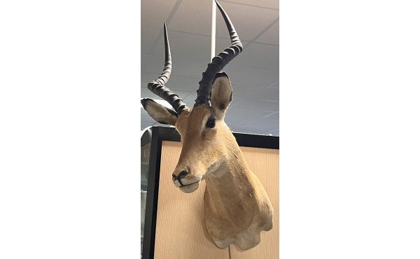 Tête d'antilope naturalisée