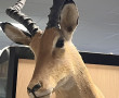 Tête d'antilope naturalisée