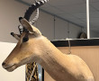 Tête d'antilope naturalisée