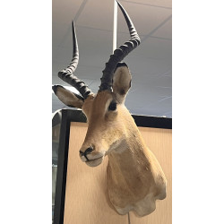 Tête d'antilope naturalisée