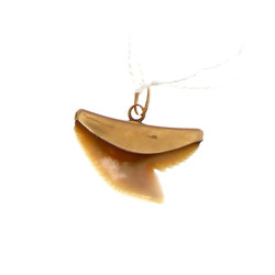 Pendentif dent de requin, monture en or 