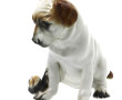 "Chien à l'escargot", sujet en porcelain