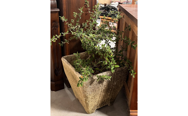 Grand pot de jardin en ciment contenant 