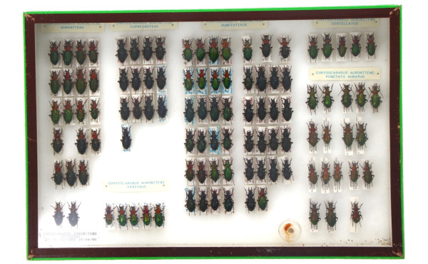 Entomologie - CARABES bretons - Coffret 