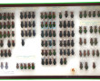 Entomologie - CARABES bretons - Coffret 