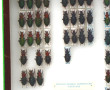 Entomologie - CARABES bretons - Coffret 