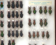 Entomologie - CARABES bretons - Coffret 