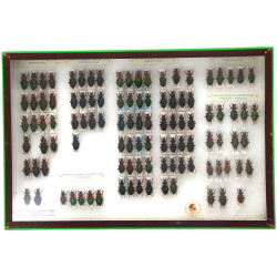 Entomologie - CARABES bretons - Coffret 