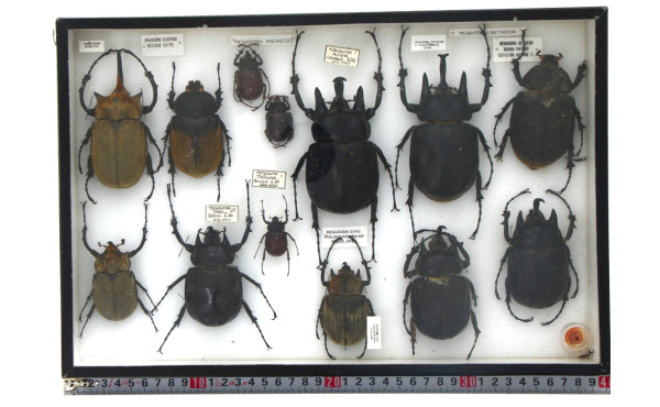 Entomologie - MEGASOMA - Coffret vitrine