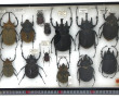 Entomologie - MEGASOMA - Coffret vitrine