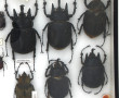 Entomologie - MEGASOMA - Coffret vitrine