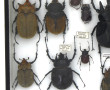 Entomologie - MEGASOMA - Coffret vitrine