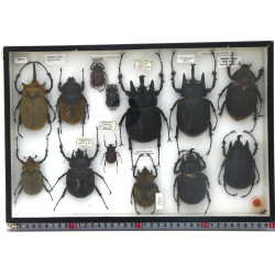 Entomologie - MEGASOMA - Coffret vitrine