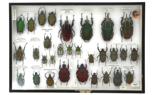 Entomologie - GOLIATHINI AFRIQUE - Coffr