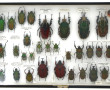 Entomologie - GOLIATHINI AFRIQUE - Coffr
