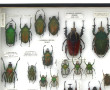 Entomologie - GOLIATHINI AFRIQUE - Coffr