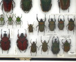 Entomologie - GOLIATHINI AFRIQUE - Coffr