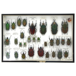 Entomologie - GOLIATHINI AFRIQUE - Coffr