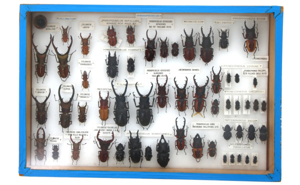 Entomologie - LUCANIDES - Coffret vitrin