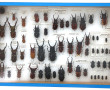 Entomologie - LUCANIDES - Coffret vitrin