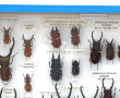 Entomologie - LUCANIDES - Coffret vitrin
