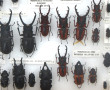 Entomologie - LUCANIDES - Coffret vitrin