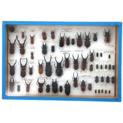 Entomologie - LUCANIDES - Coffret vitrin