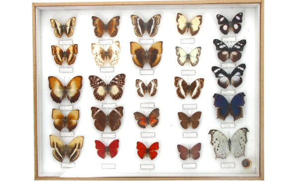 PAPILLONS - Coffret vitrine de papillons