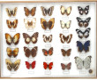 PAPILLONS - Coffret vitrine de papillons