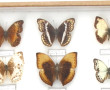 PAPILLONS - Coffret vitrine de papillons
