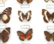 PAPILLONS - Coffret vitrine de papillons
