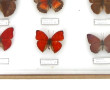 PAPILLONS - Coffret vitrine de papillons