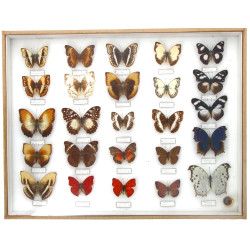 PAPILLONS - Coffret vitrine de papillons