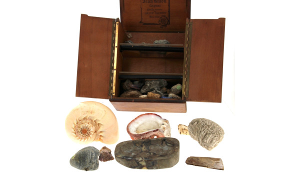 Petite collection de minéraux et coquill