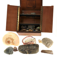 Petite collection de minéraux et coquill