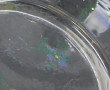 Vase en verre transparent émaillé de fle