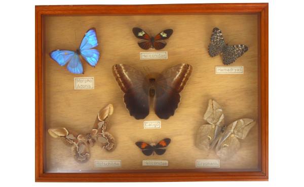Vitrine de papillons divers