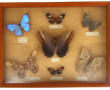 Vitrine de papillons divers