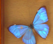 Vitrine de papillons divers
