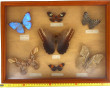 Vitrine de papillons divers